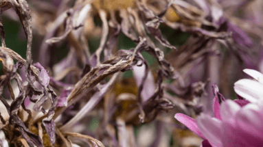 Que faire au potager en septembre ?