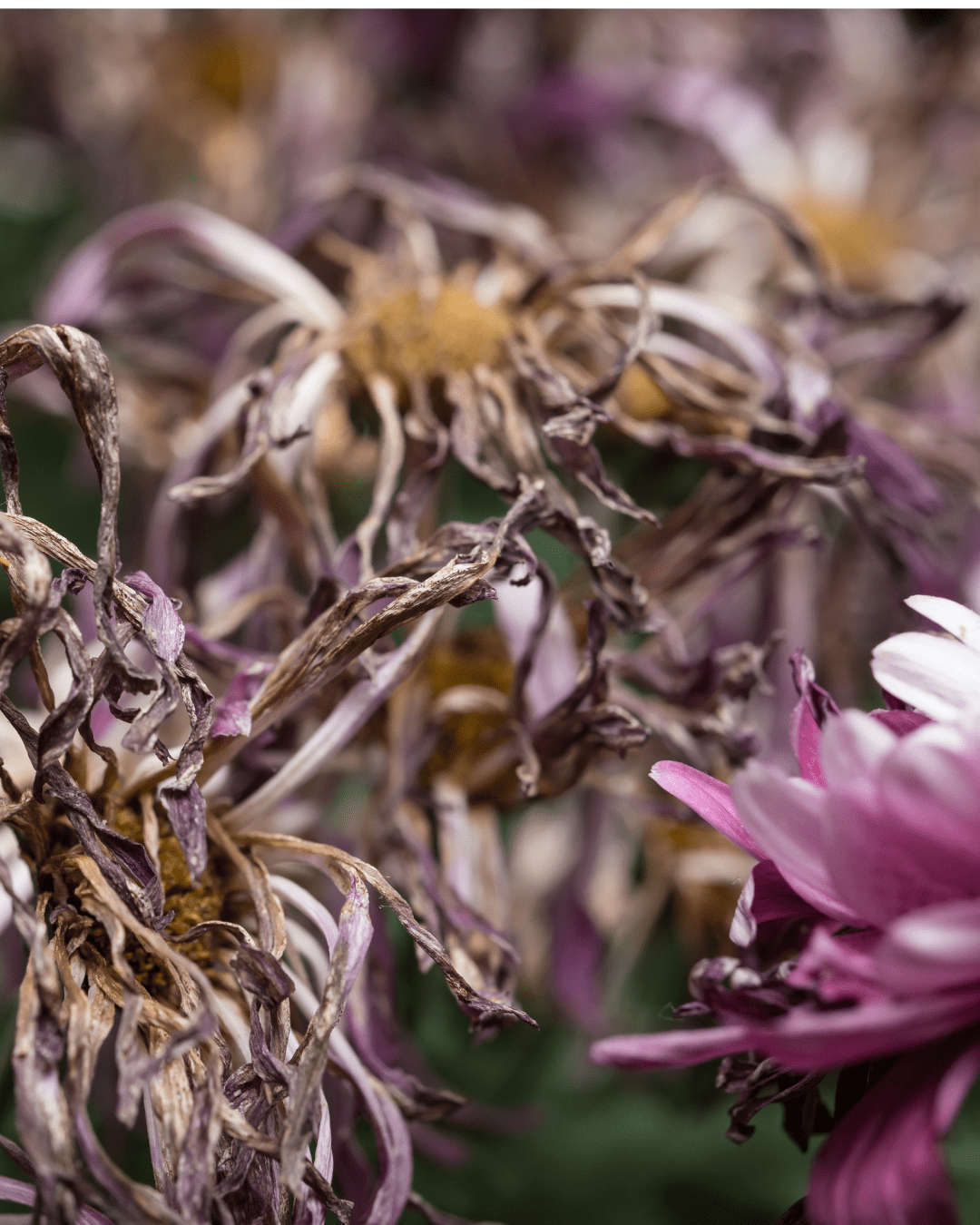 Que faire au jardin en septembre?