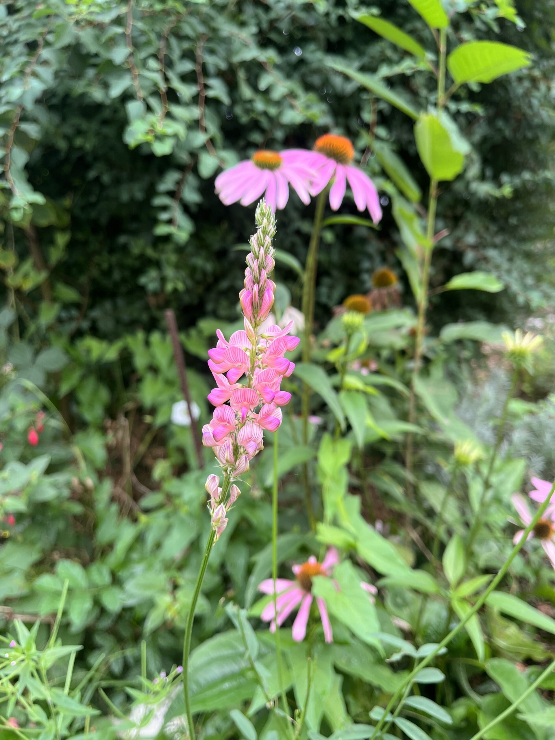 sainfoin et échinacée en arrière plan