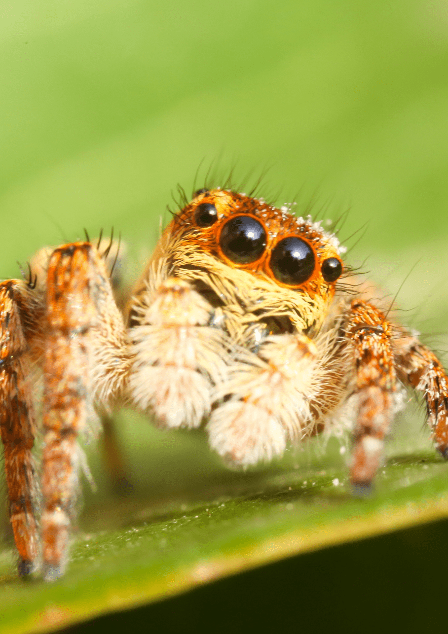 araignée peur