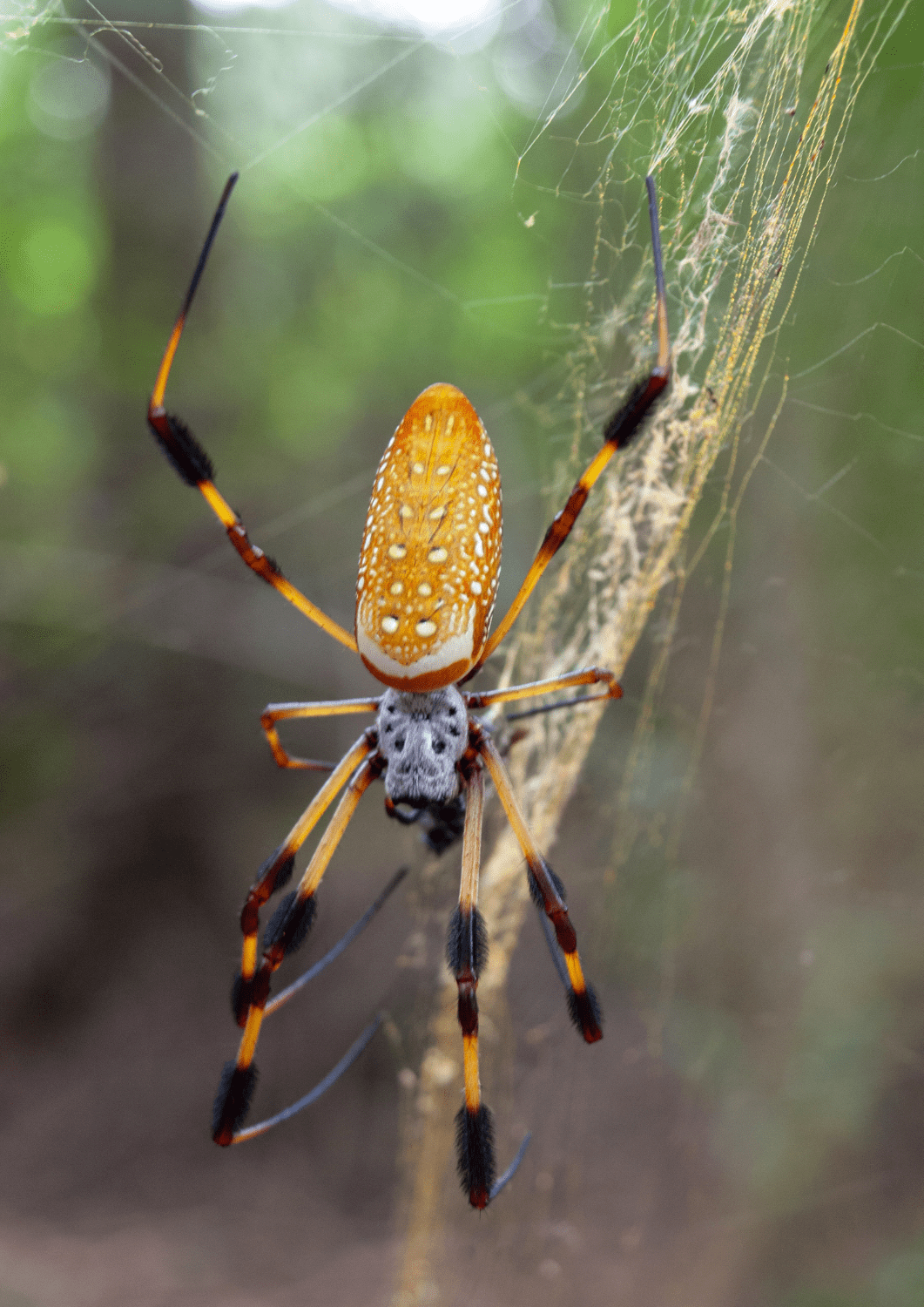 araignée peur