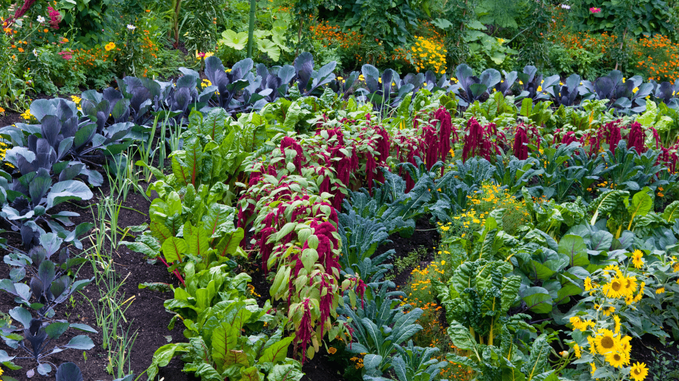 Potager école du dehors