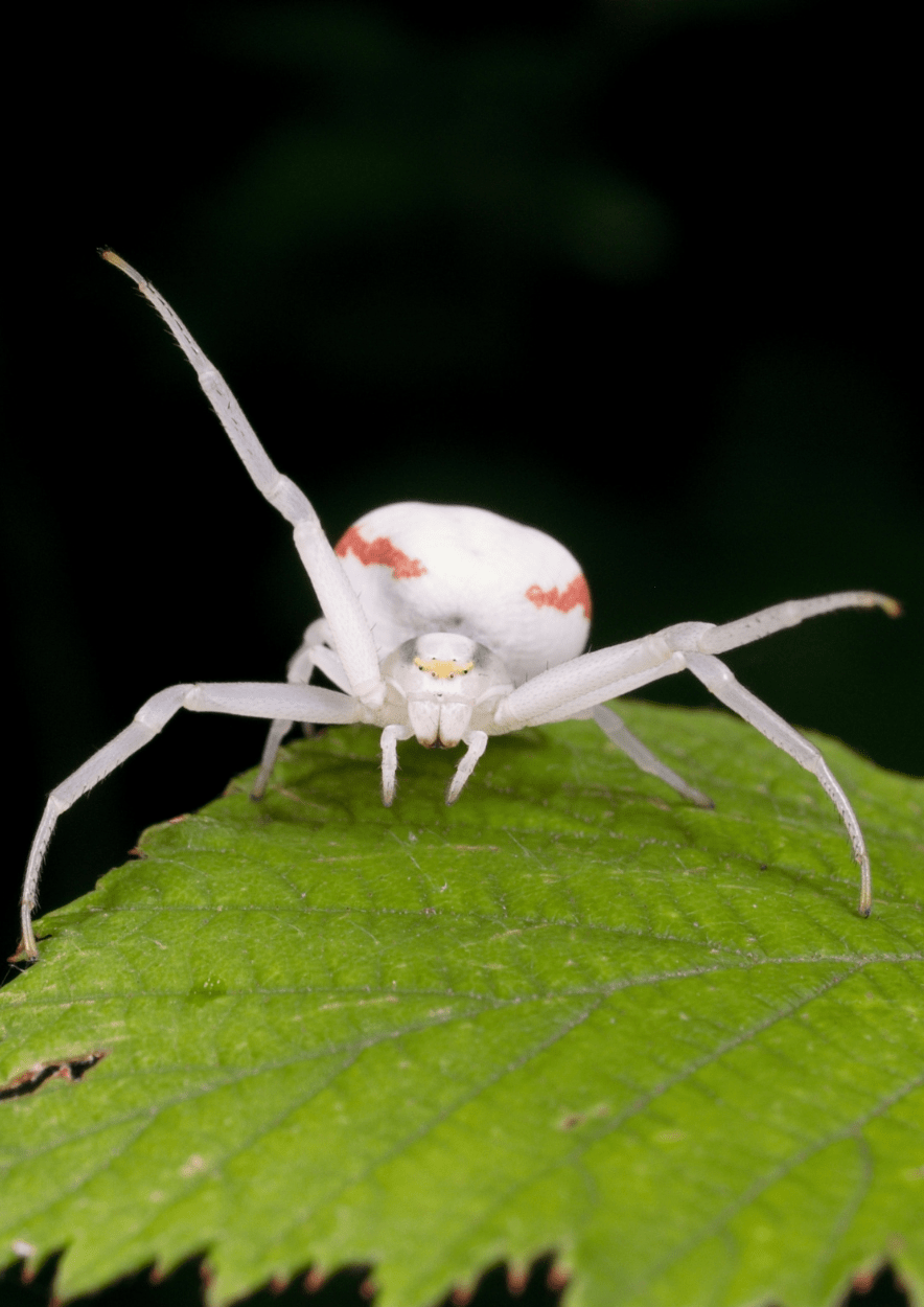 araignée peur