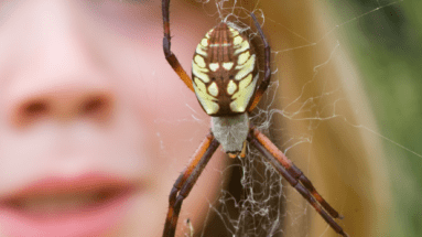 araignée peur