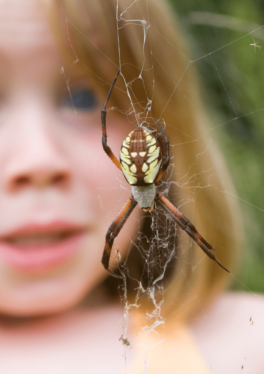 Peur des araignées et de leur piqûre ?