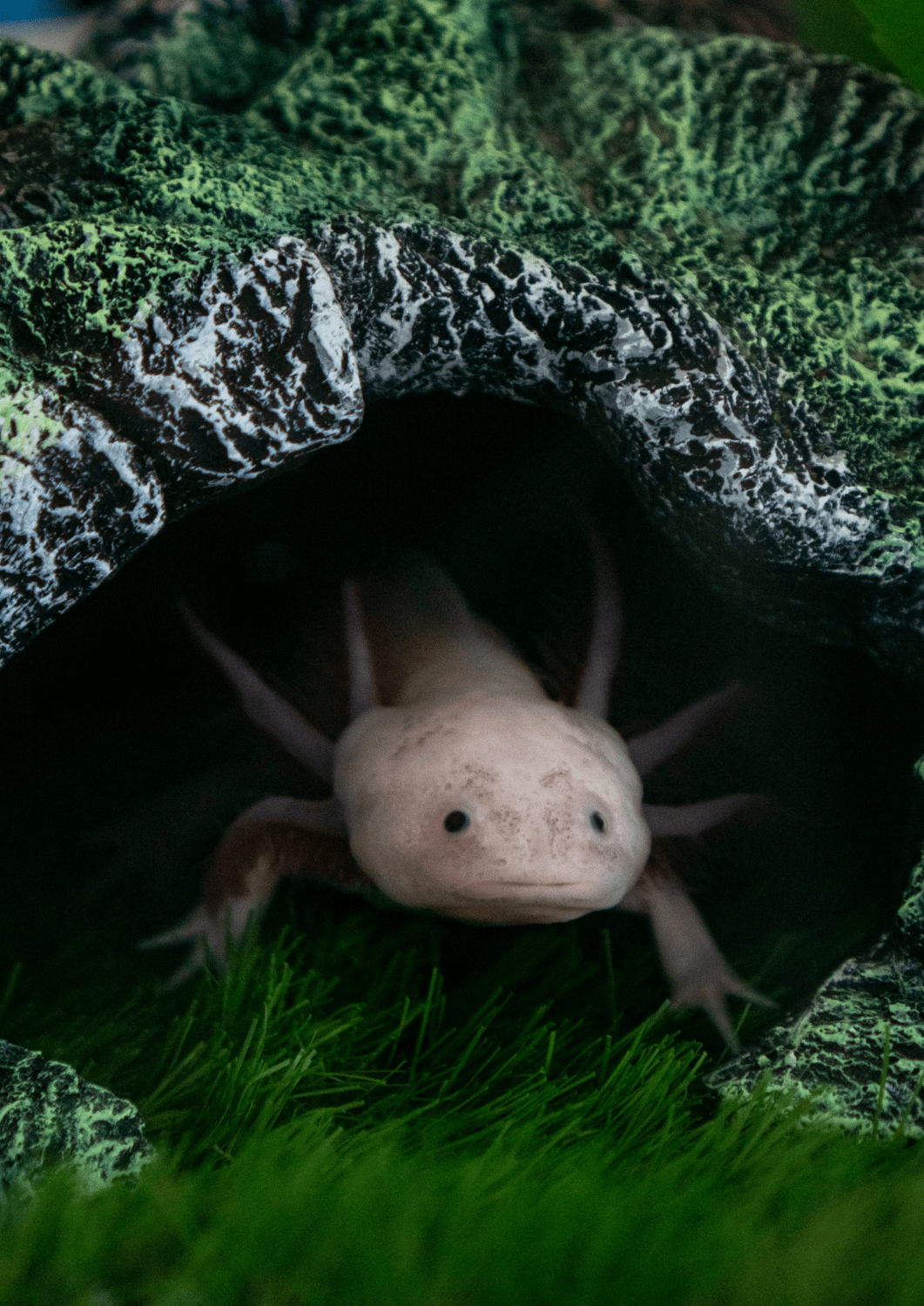 biomimétisme axolotl