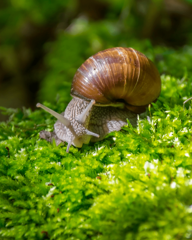 escargot sol permaculture