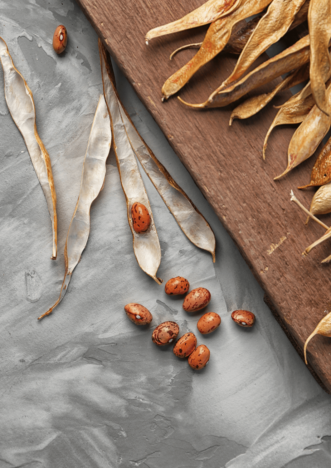 récolte semences - légumes "grains"