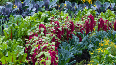 créer potager en permaculture chemins association