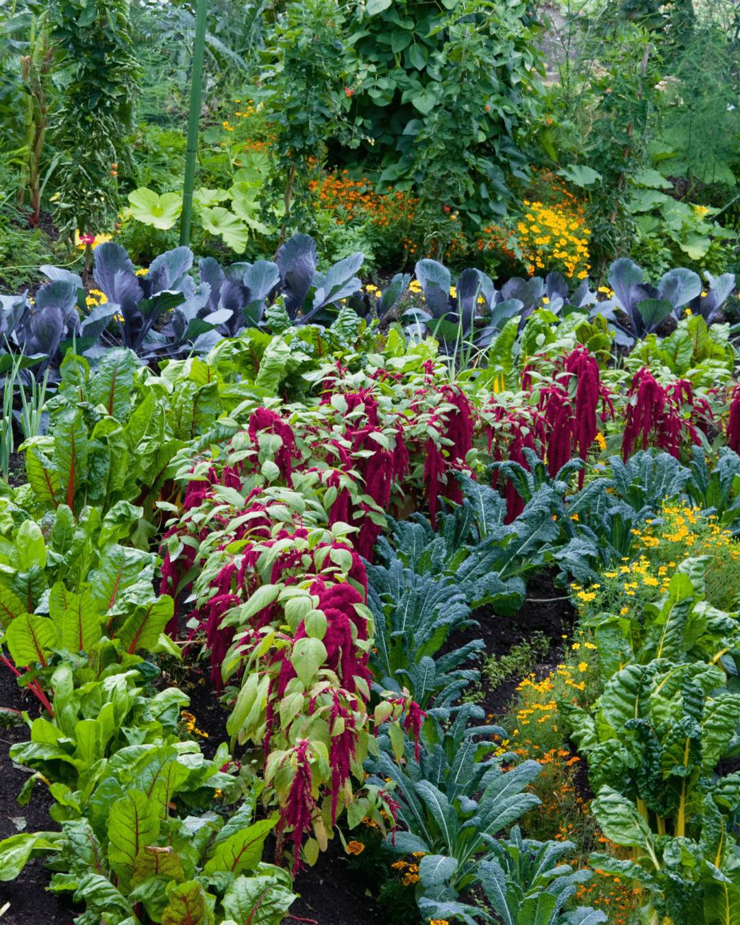 créer potager en permaculture chemins association