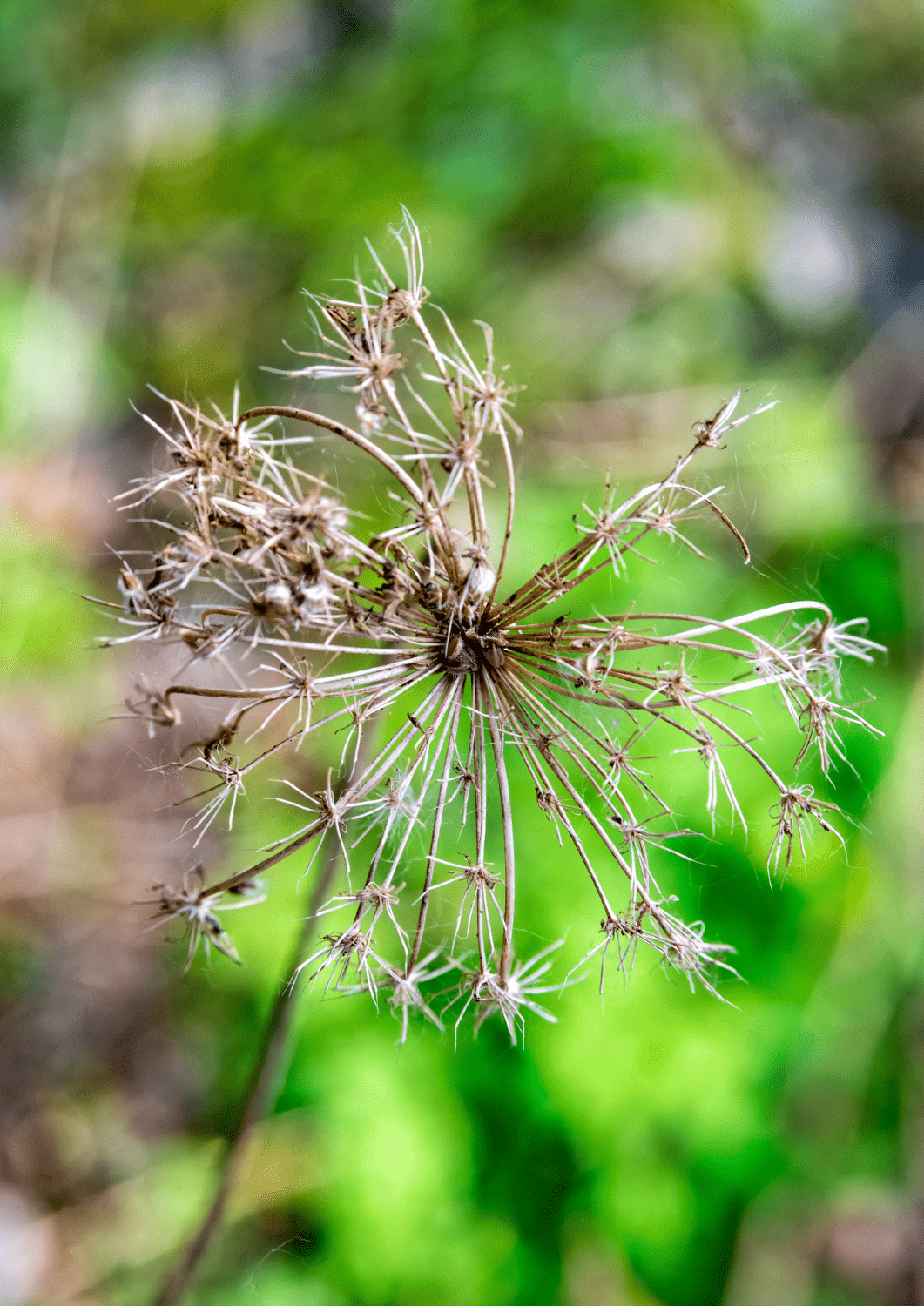 fleurs fanées en graines