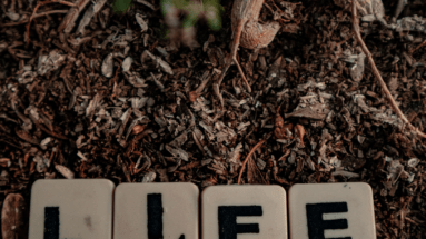 créer son potager en permaculture