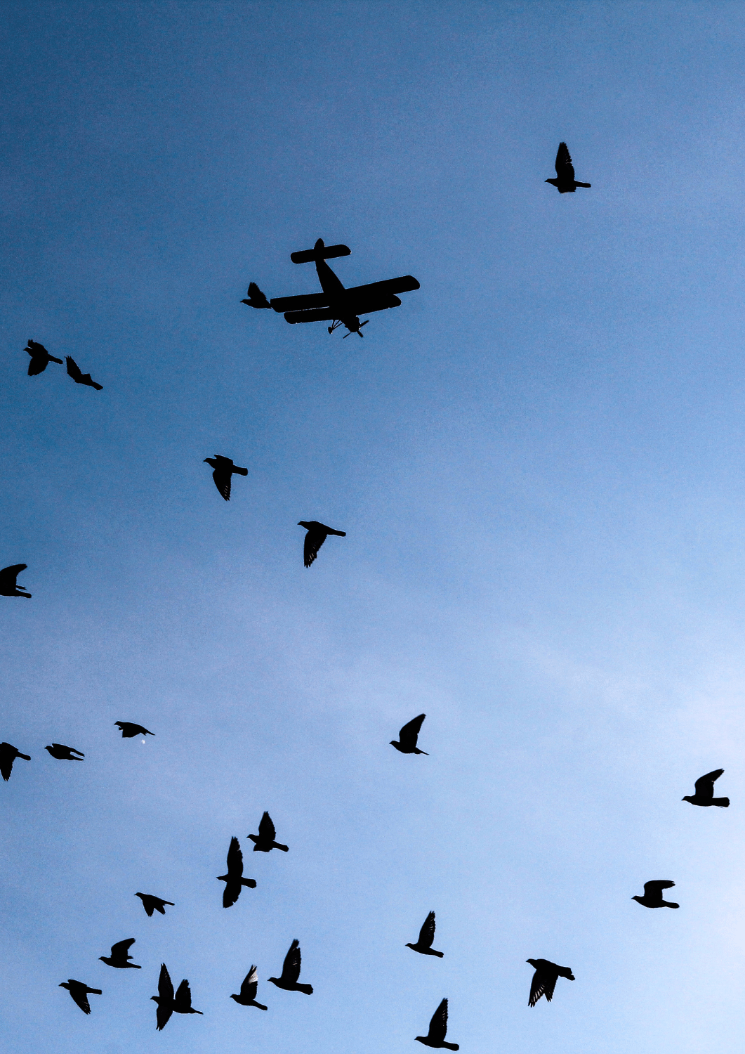 biomimétisme avion