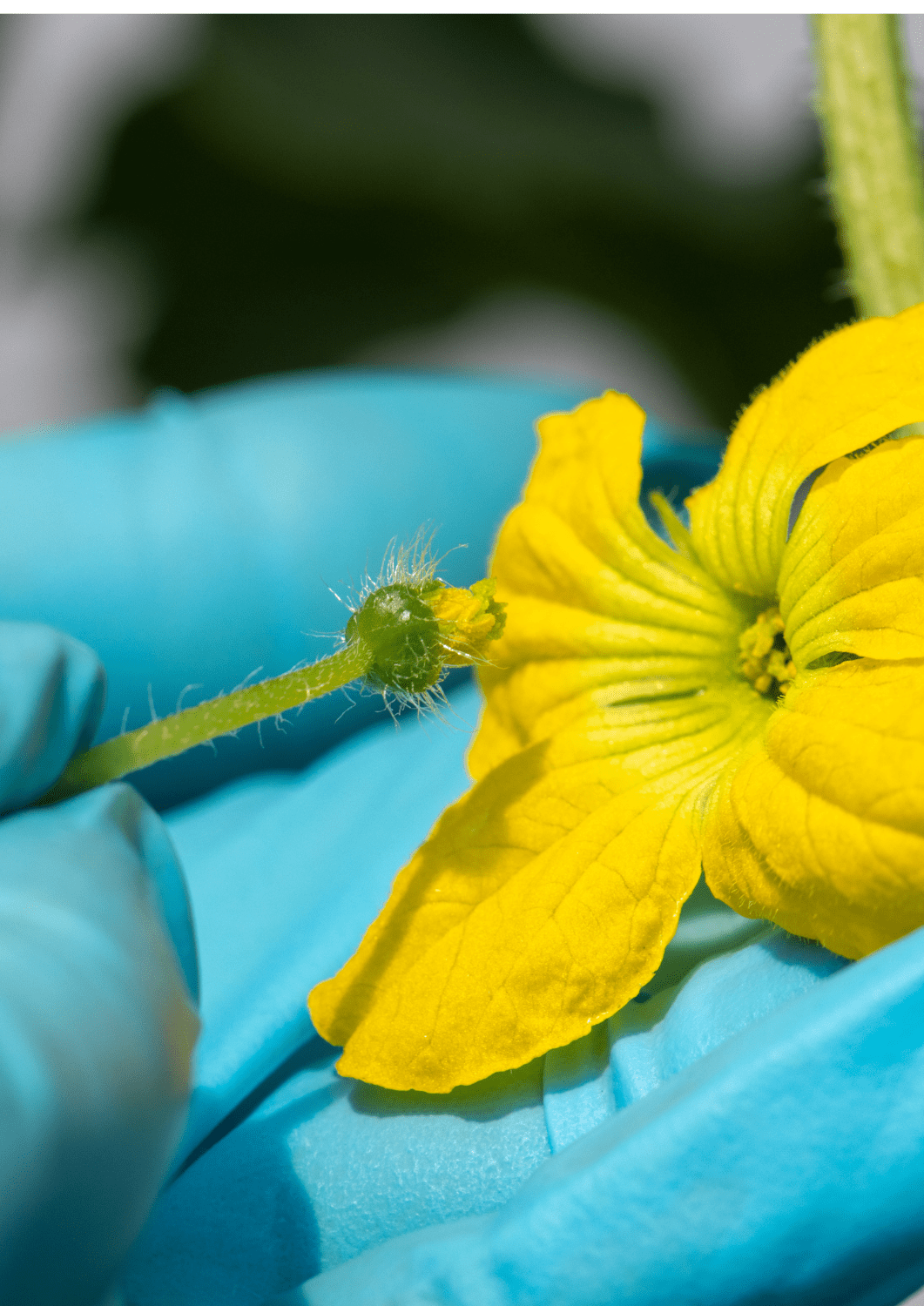 Pollinisation manuelle