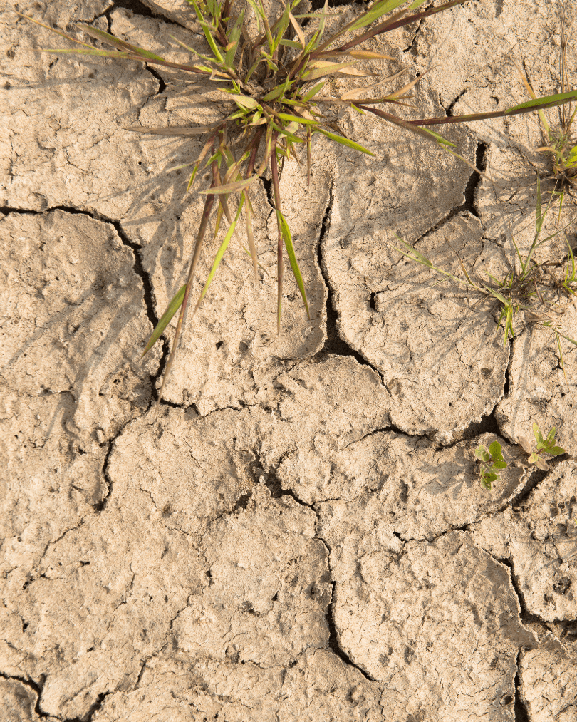 analyse terrain lancer un potager en permaculture