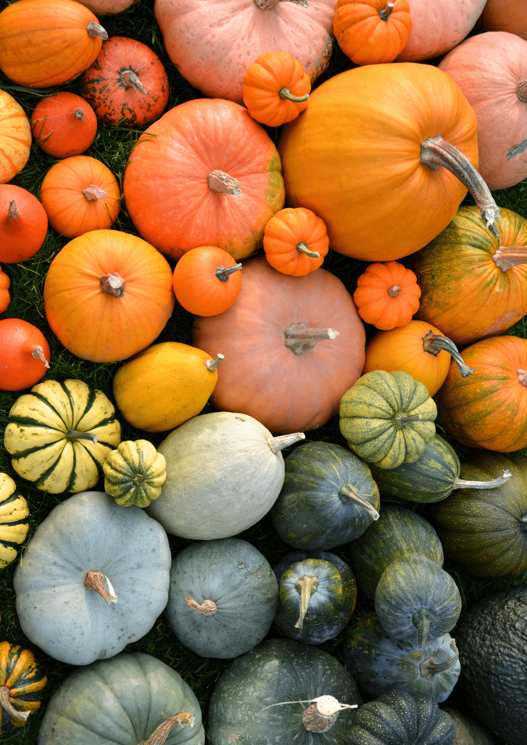 courges plantes allogames