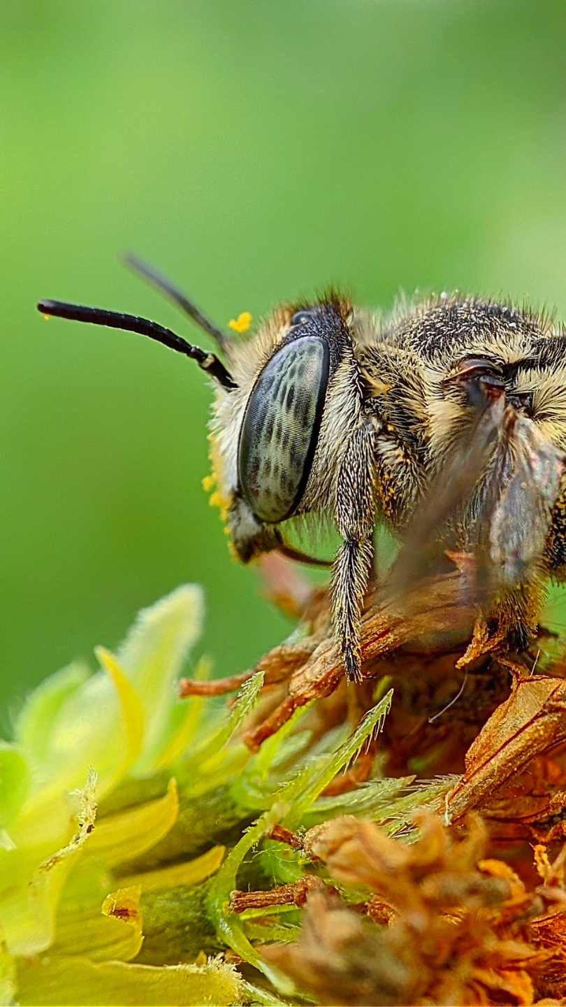 Fleurs pollinisateurs langues biodiversité potager