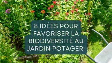 8 idées pour favoriser la biodiversité au jardin potager