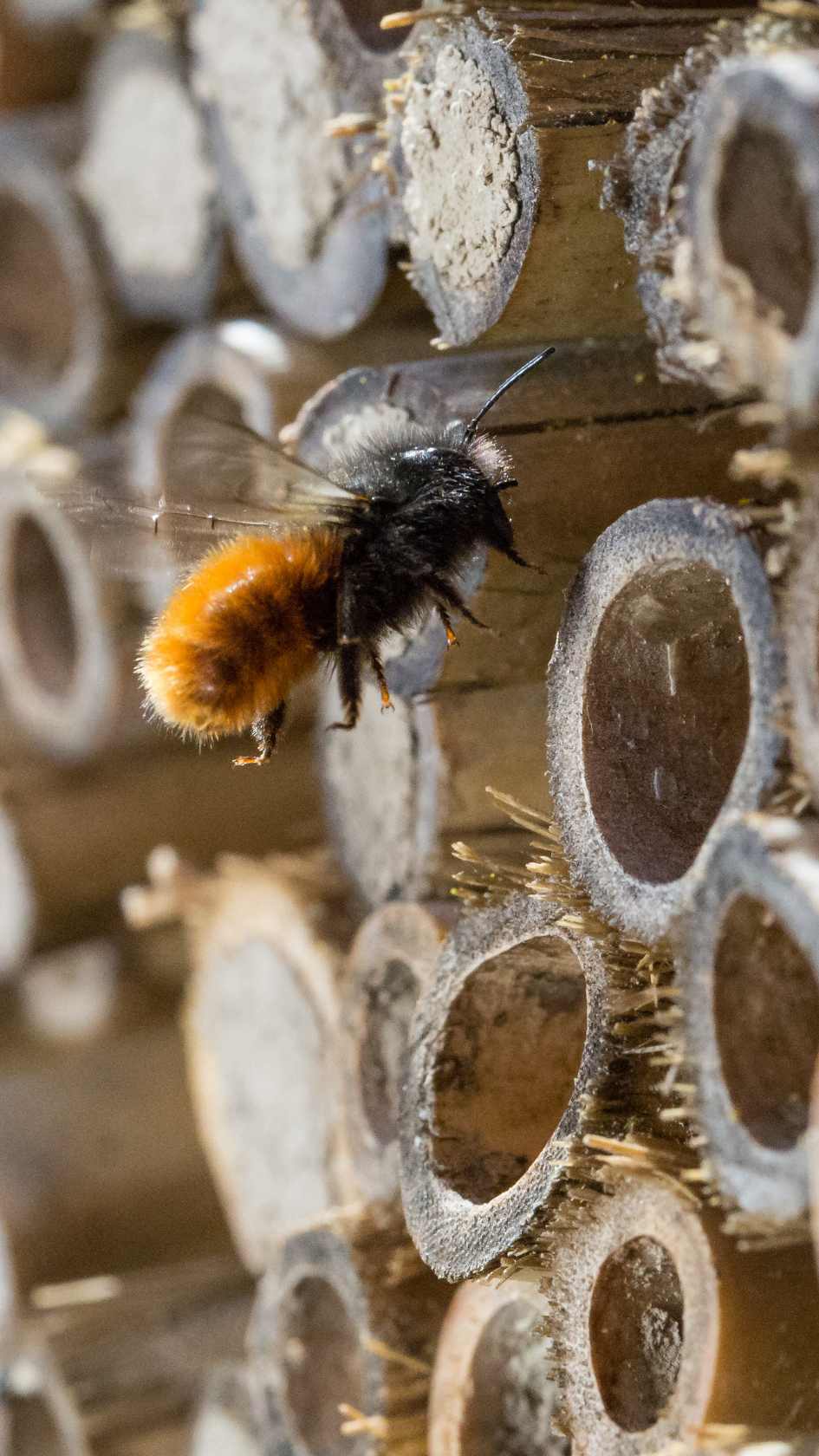 Abeilles Peur Biodiversité Jardin Potager