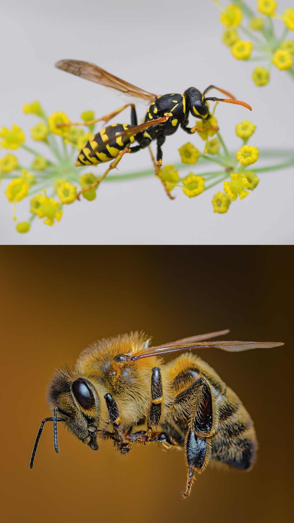 Abeilles Guêpes Peur Biodiversité Jardin Potager