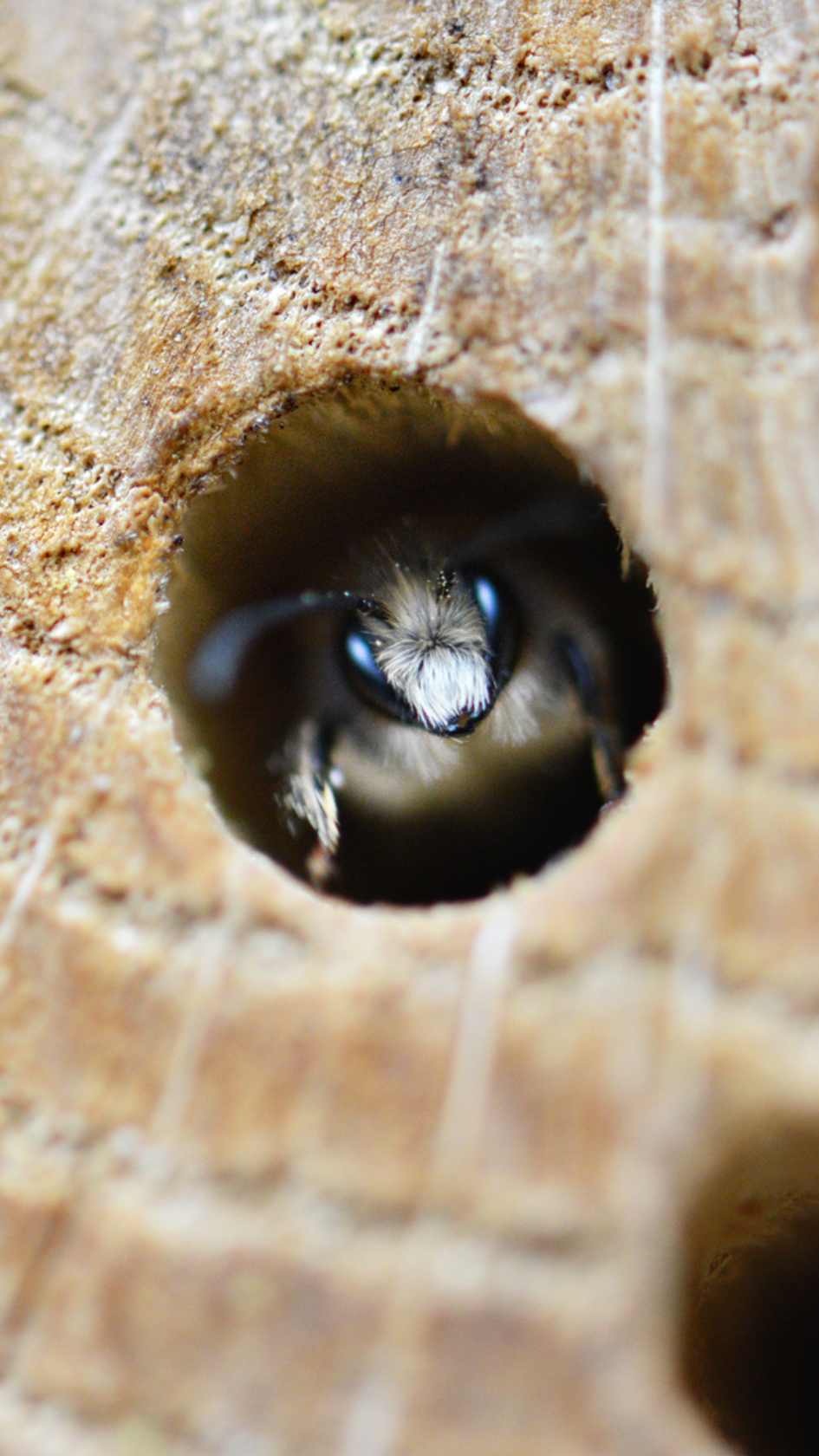 Abeilles guêpes Mère Biodiversité peur insecte Jardin Potager