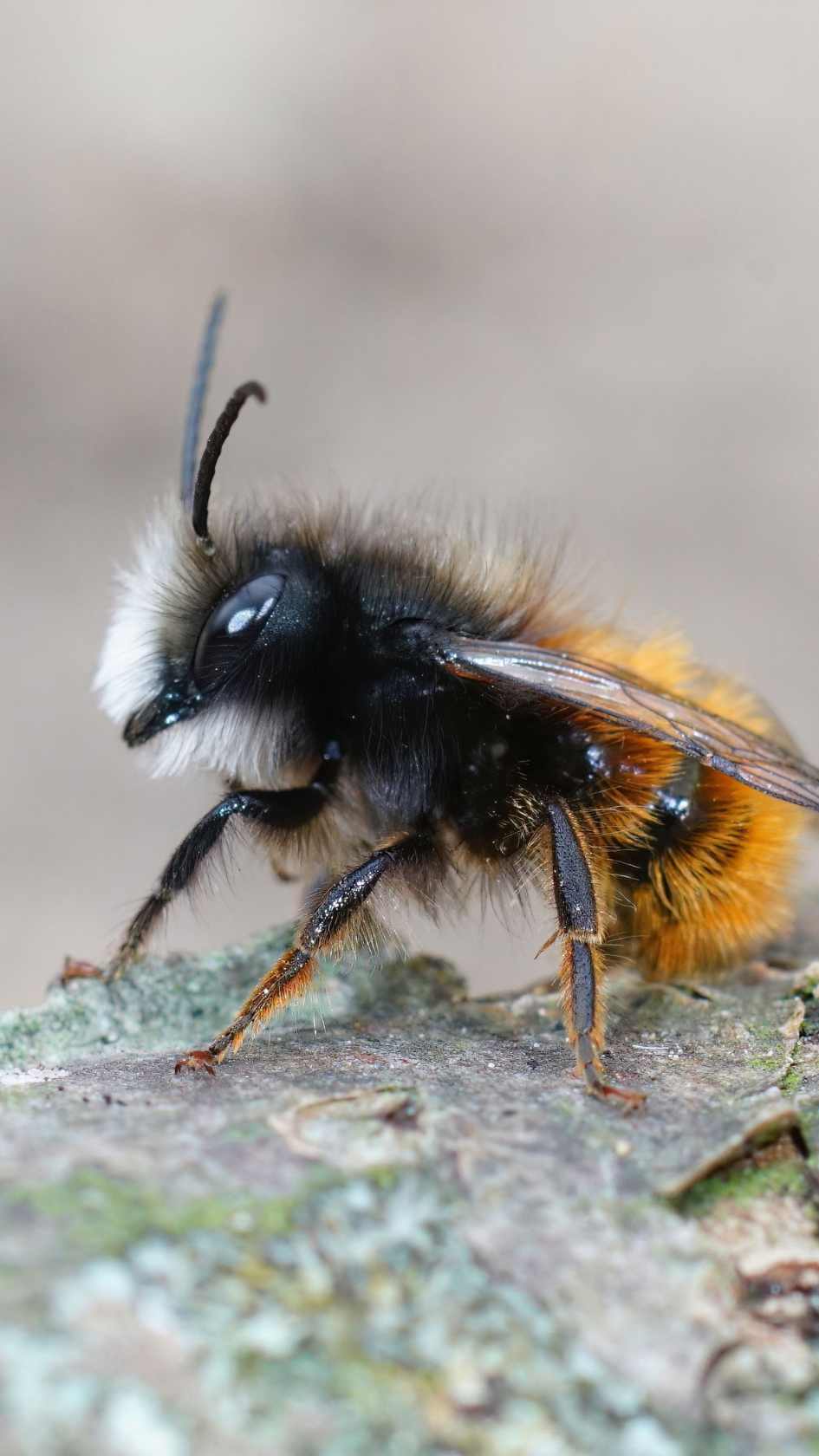 Abeilles Peur Biodiversité Jardin Potager