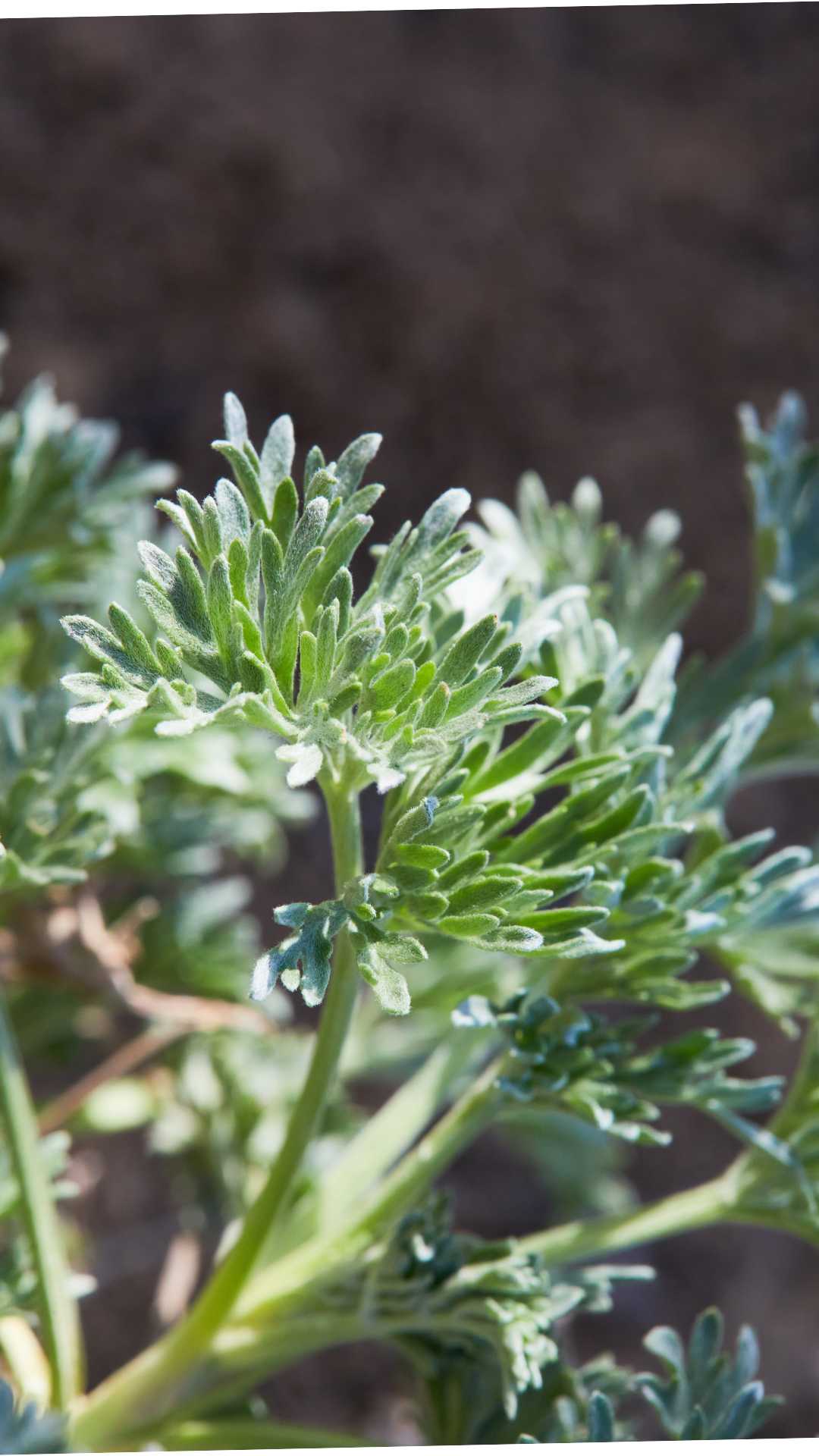 absynthe plante répulsive ravageurs association potager permaculture