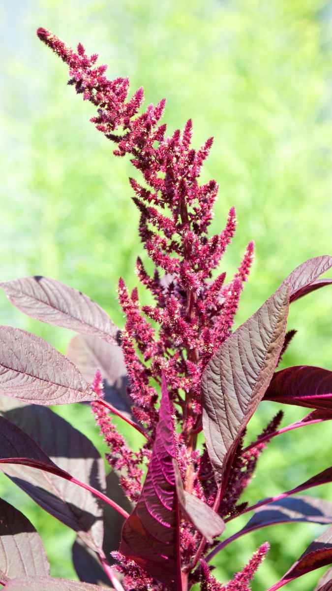 Amaranthe Fleurs Potager