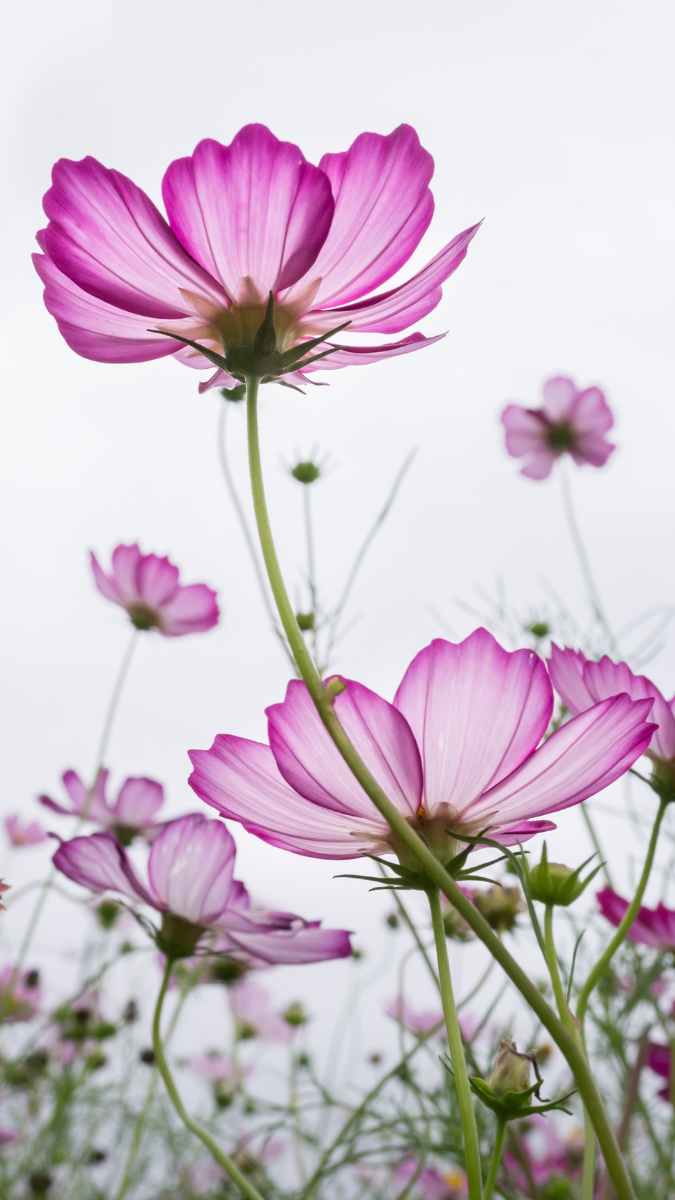 Cosmos Fleurs Potager