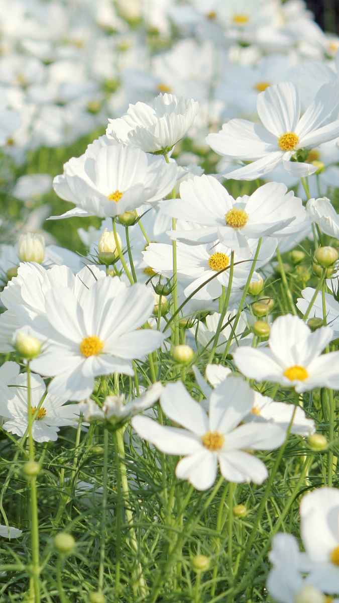 Cosmos Fleurs Potager
