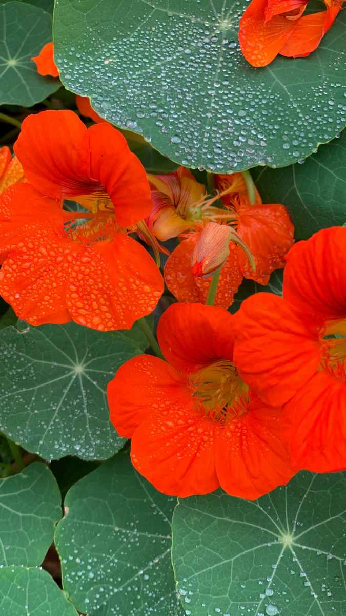 Capucine Fleurs Potager