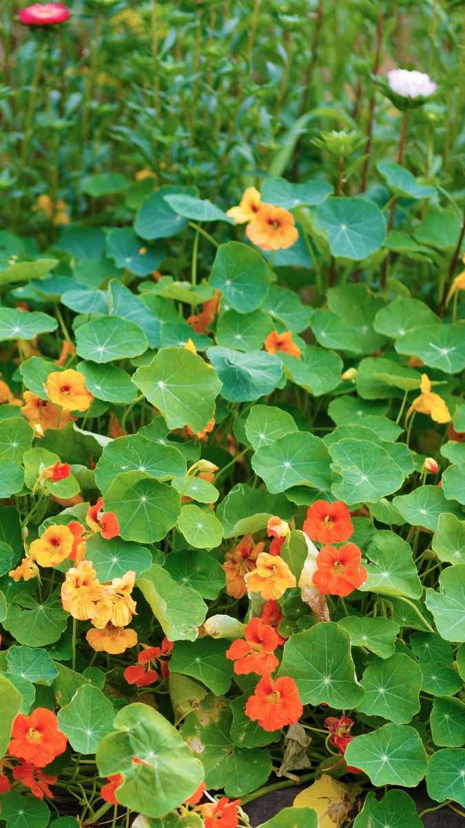 Capucine Fleurs Potager