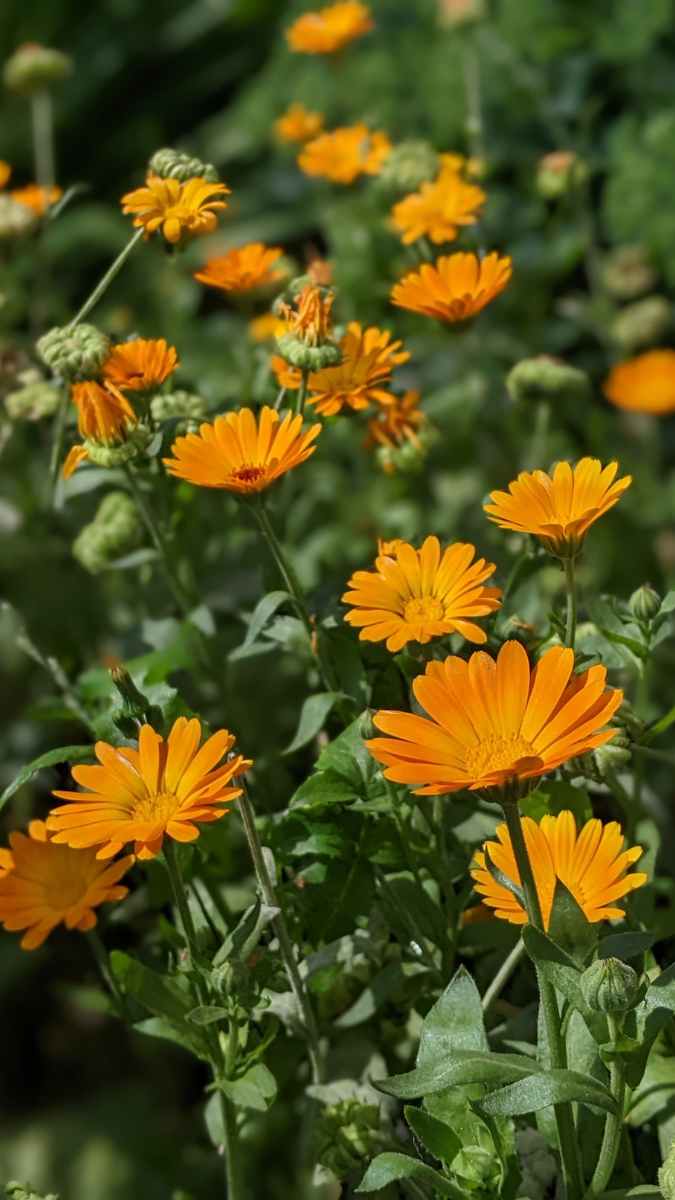 Souci Calendula Fleurs Potager