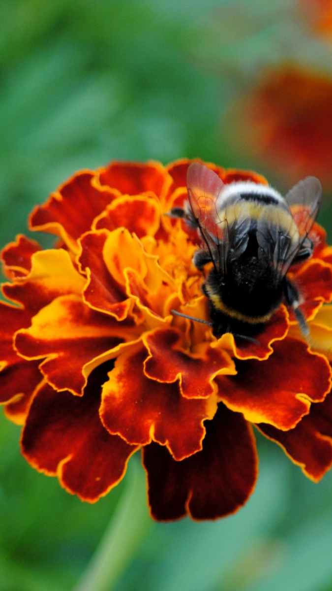 Tagète Oeillet d'Inde Fleurs Potager