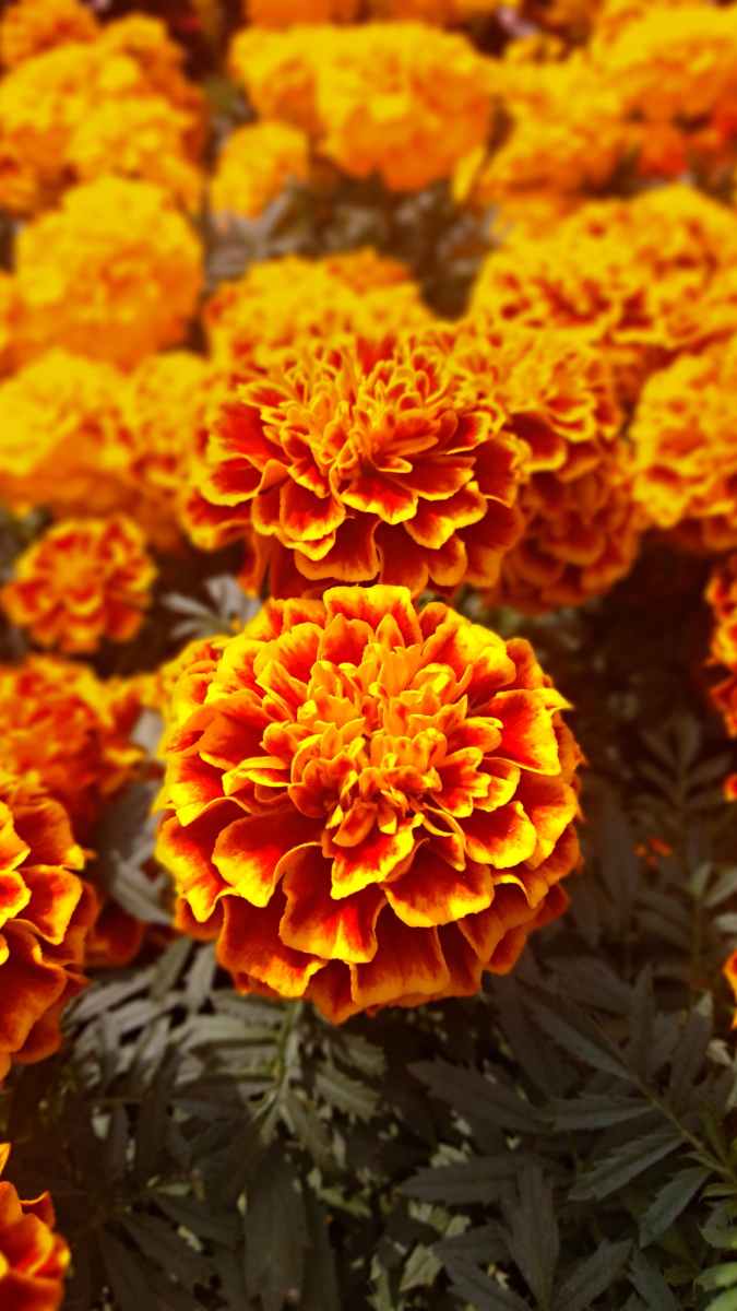 Tagète Oeillet d'Inde Fleurs Potager