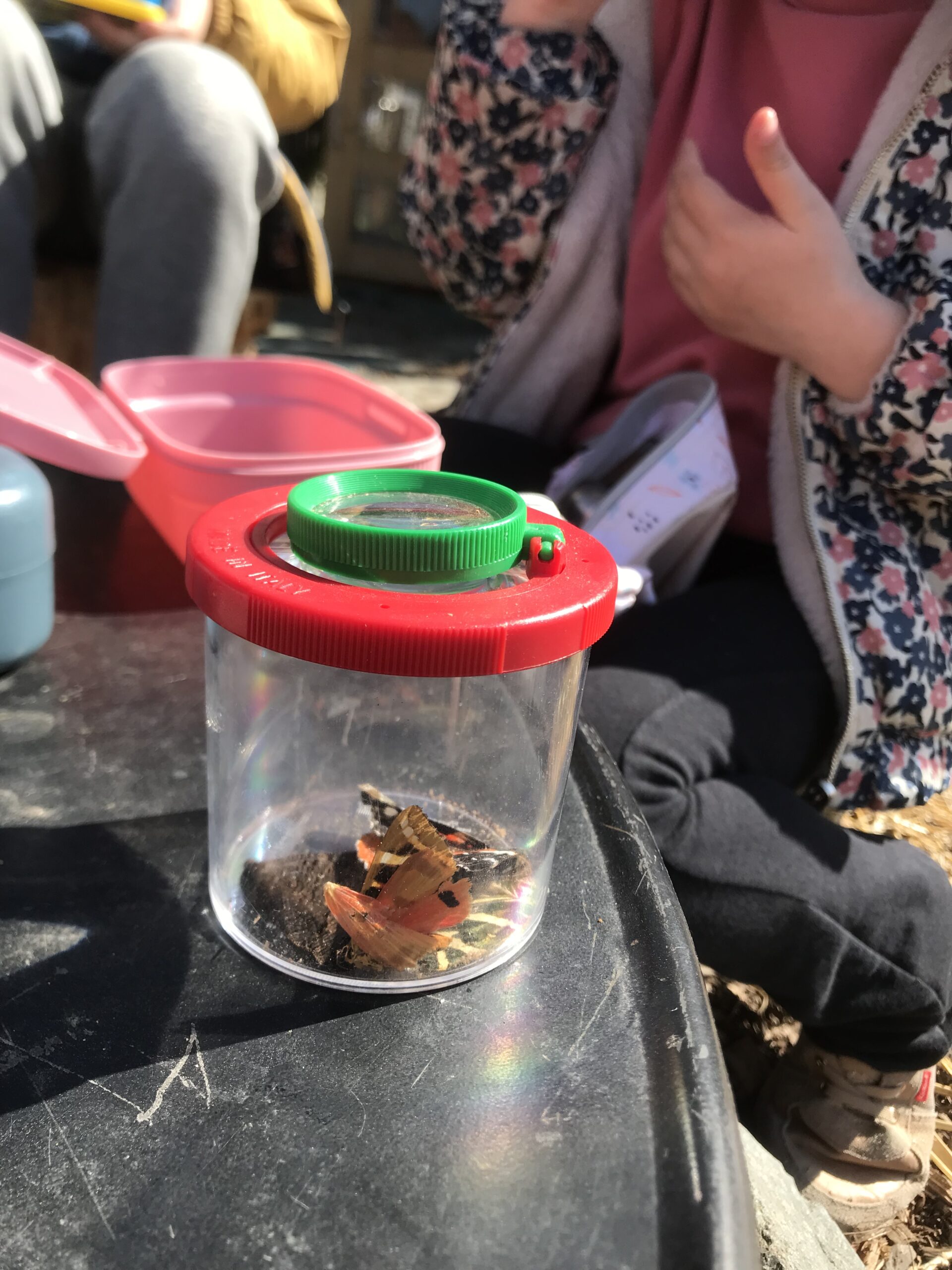 Observation insectes enfants