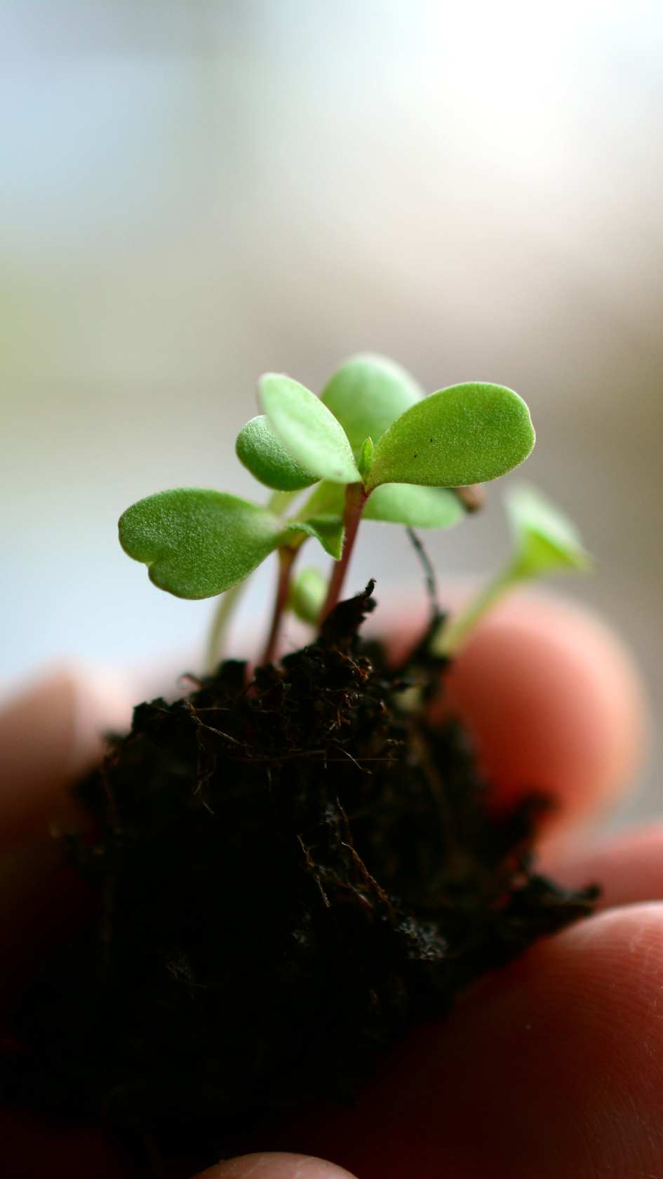 semis potager conseil erreurs à eviter jardin potager semences