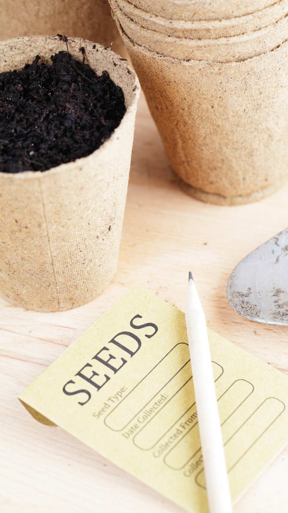semis potager conseil erreurs à eviter jardin potager semences