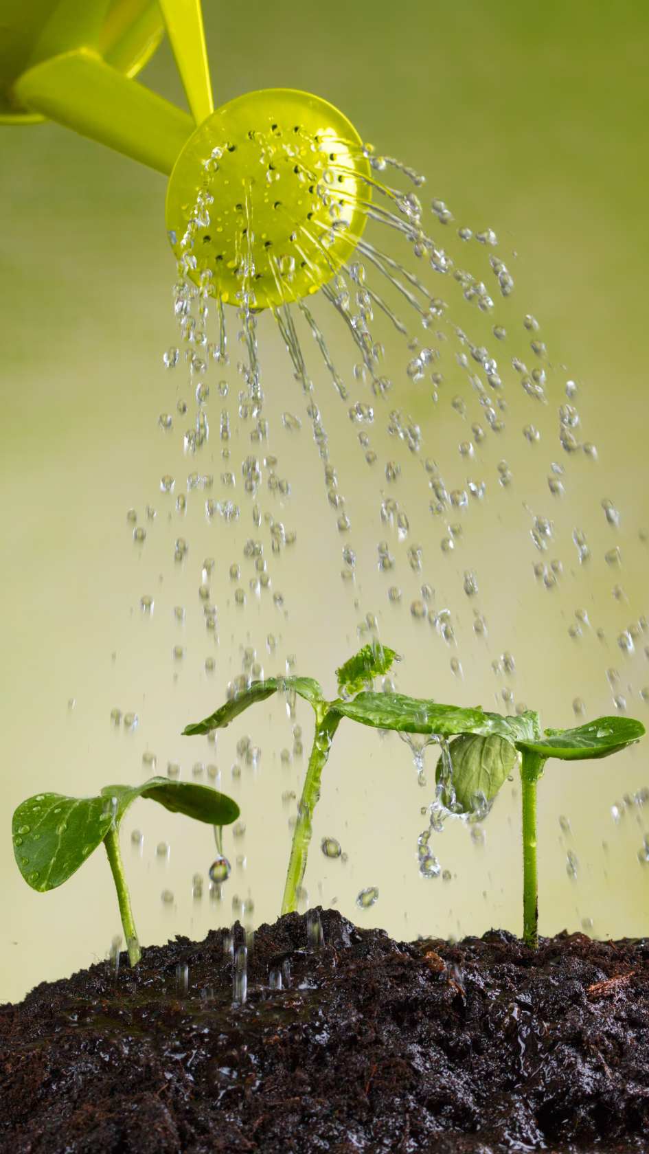 semis potager conseil erreurs à eviter jardin potager semences arrosage eau de pluie