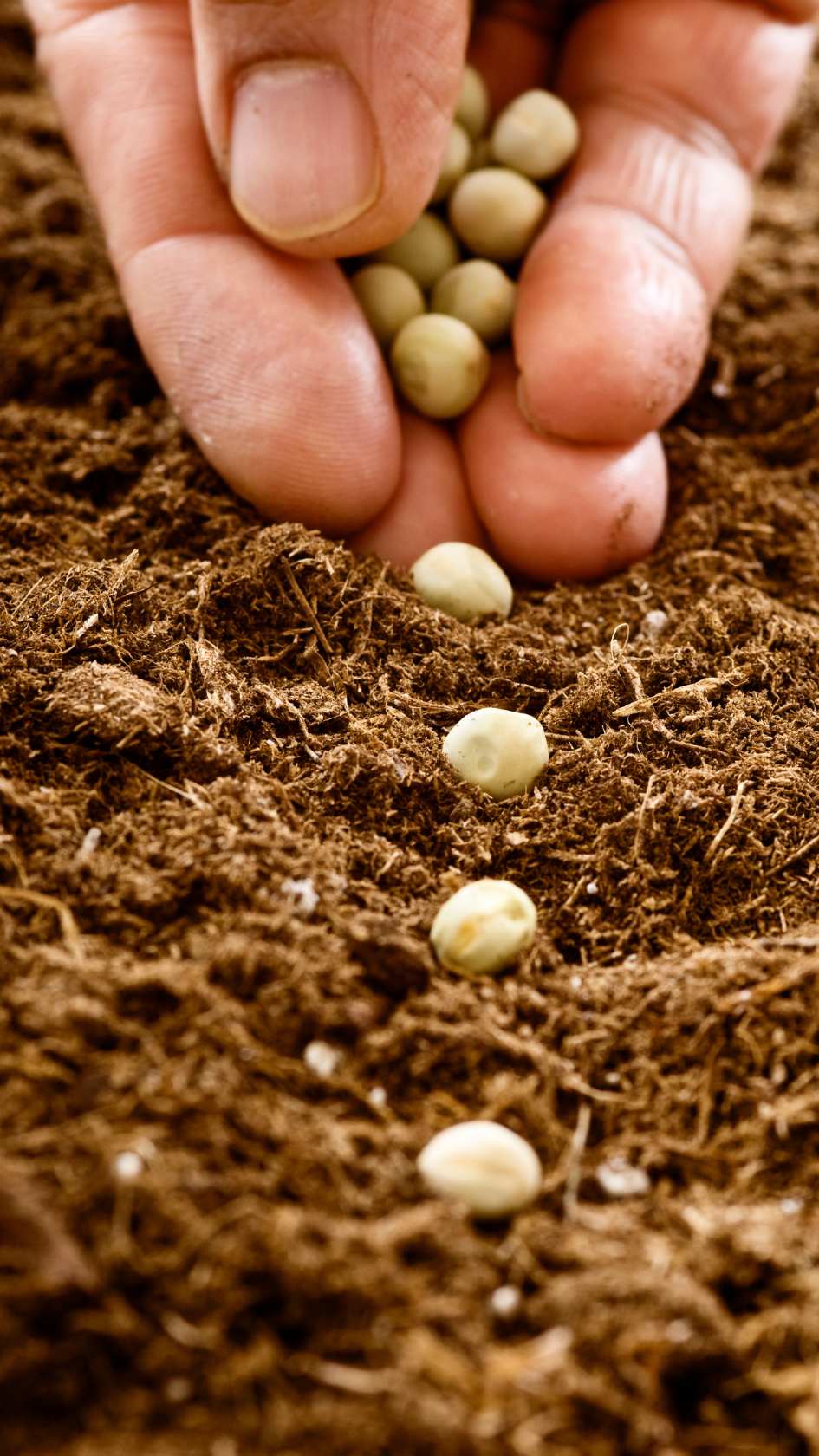 semis potager conseil erreurs à eviter jardin potager semences
