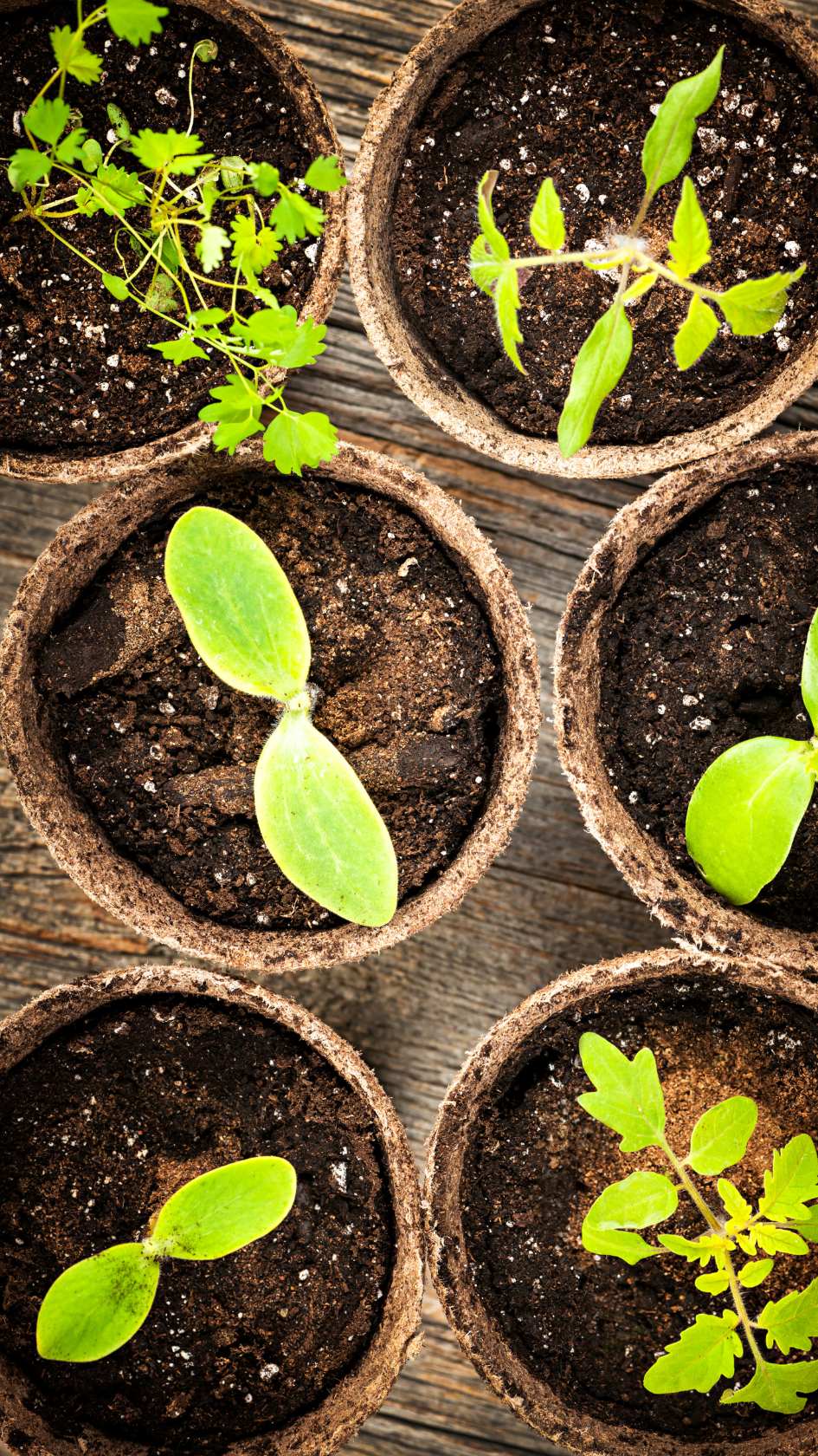 semis potager conseil erreurs à eviter jardin potager semences