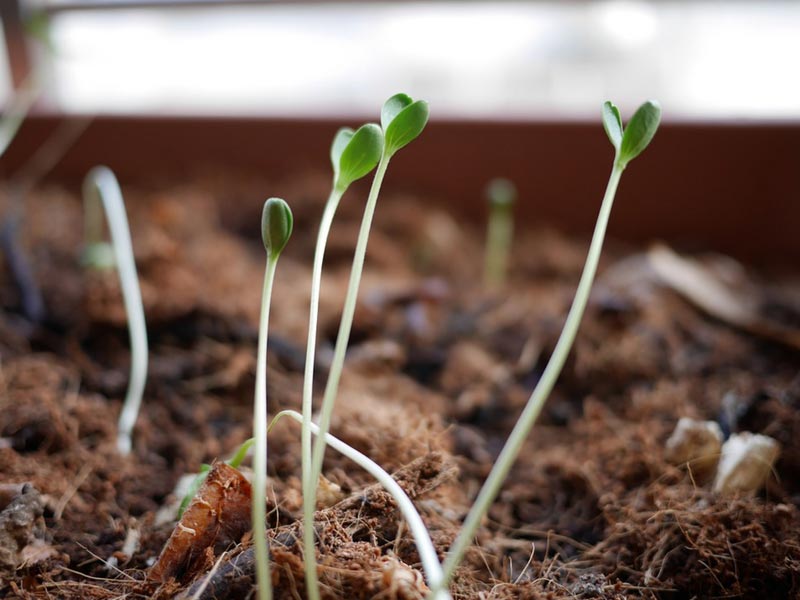 semis potager conseil erreurs à eviter jardin potager semences