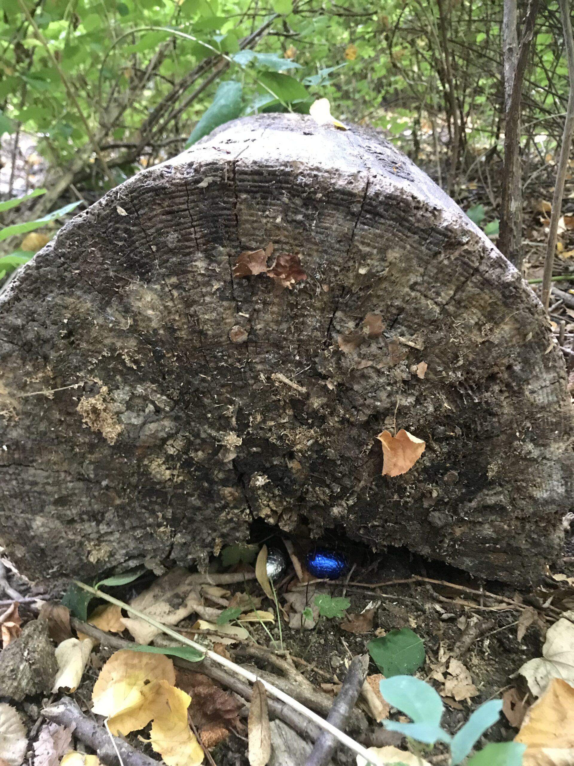 Nid hôtel insecte Guêpe abeille guêpe solitaire abeille solitaire syrphe alliés du jardin auxiliaires activités enfants activité insectes nids abeilles nids guêpes pollinisation biodiversité au jardin jardin au naturel Permaculture écojardin