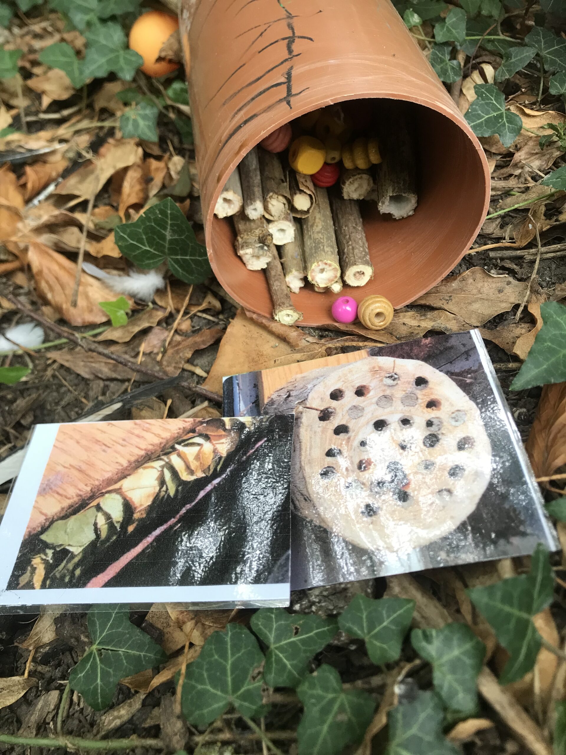 Nid hôtel insecte Guêpe abeille guêpe solitaire abeille solitaire syrphe alliés du jardin auxiliaires activités enfants activité insectes nids abeilles nids guêpes pollinisation biodiversité au jardin jardin au naturel Permaculture écojardin