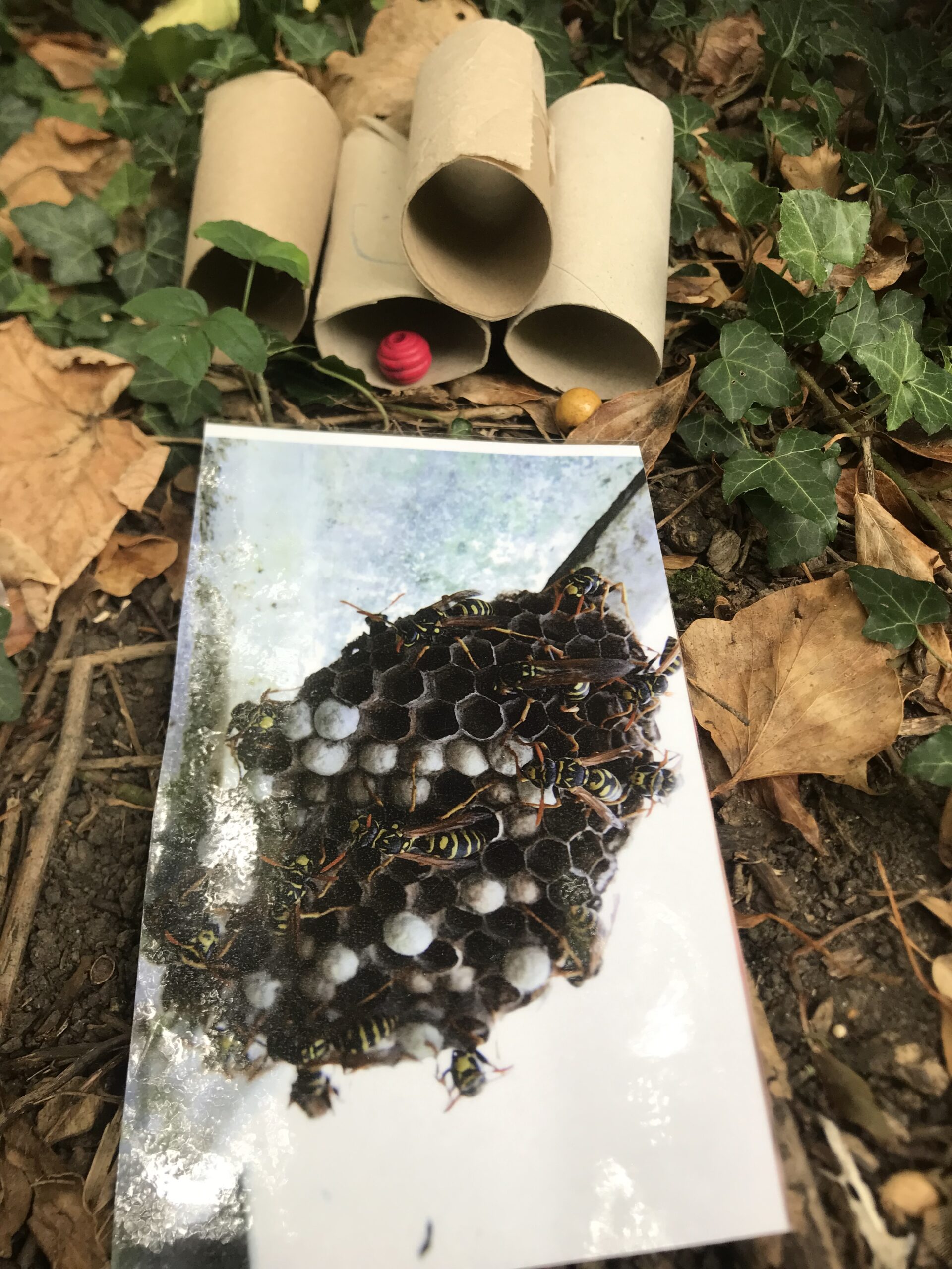 Nid hôtel insecte Guêpe abeille guêpe solitaire abeille solitaire syrphe alliés du jardin auxiliaires activités enfants activité insectes nids abeilles nids guêpes pollinisation biodiversité au jardin jardin au naturel Permaculture écojardin