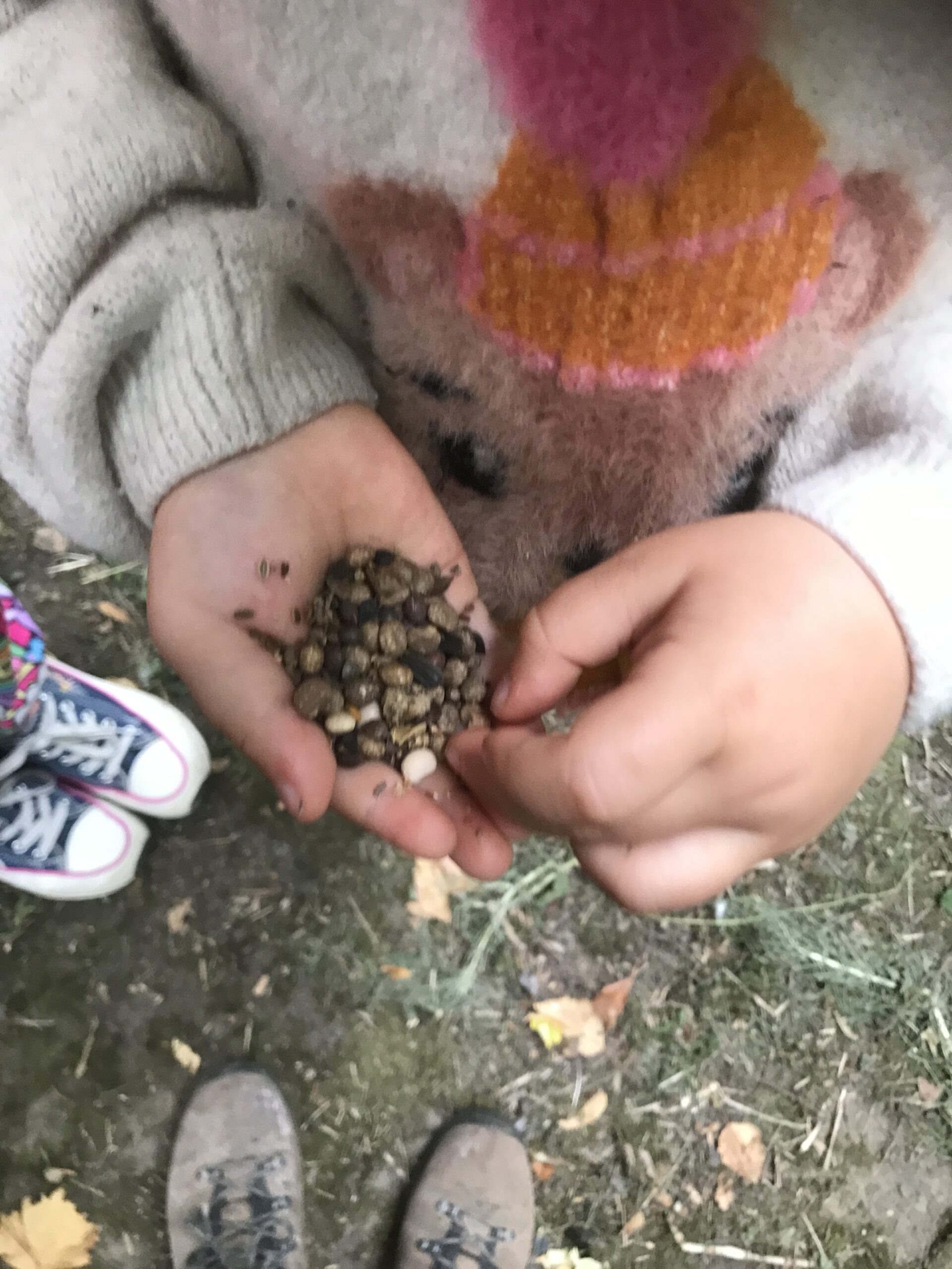 Guêpe abeille guêpe solitaire abeille solitaire syrphe alliés du jardin auxiliaires activités enfants activité insectes nids abeilles nids guêpes pollinisation biodiversité au jardin jardin au naturel Permaculture écojardin Semis semences fleurs sauvages