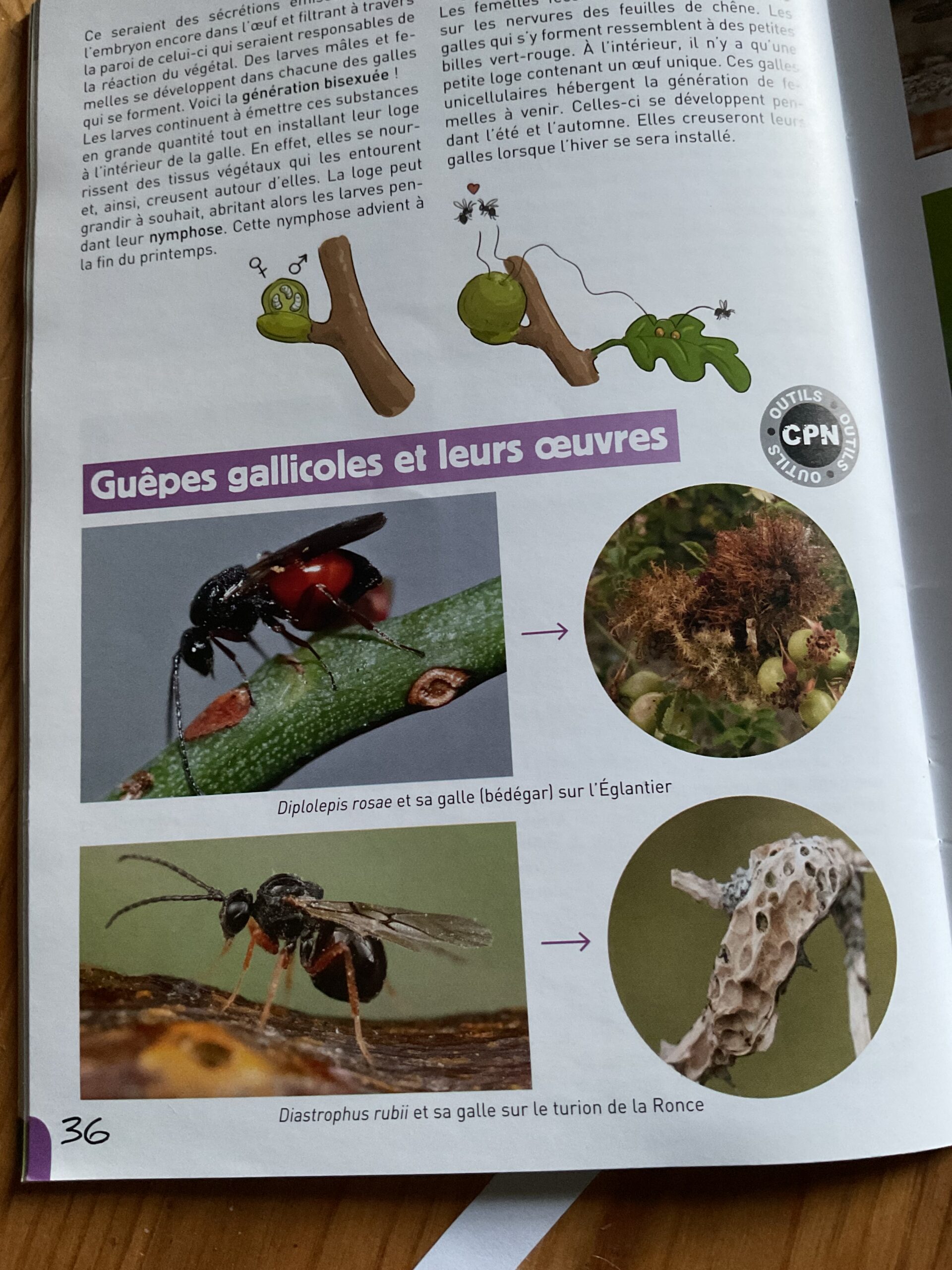 Guêpes gallicoles galles nids guêpe