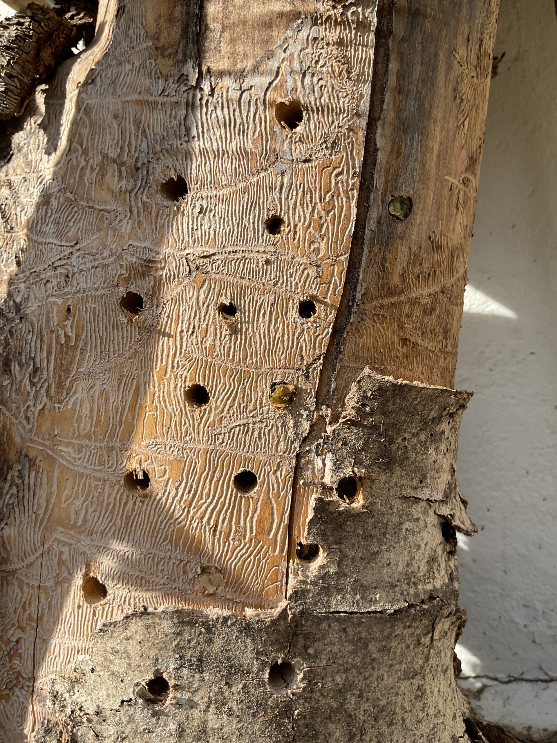 Nid hôtel insecte Guêpe abeille guêpe solitaire abeille solitaire syrphe alliés du jardin auxiliaires activités enfants activité insectes nids abeilles nids guêpes pollinisation biodiversité au jardin jardin au naturel Permaculture écojardin