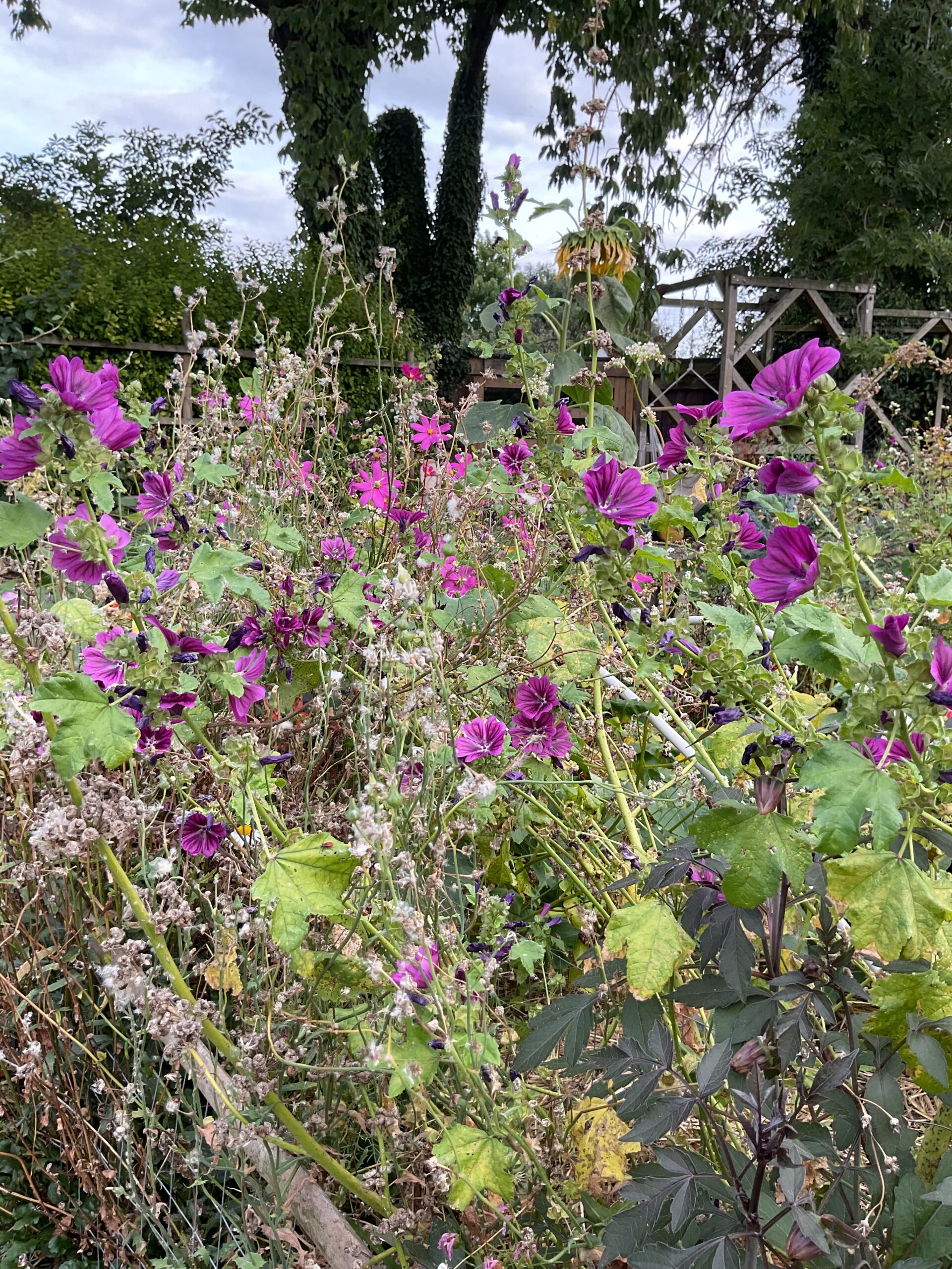 Tonte différenciée fleurs sauvages plantes biodiversité indigènes 