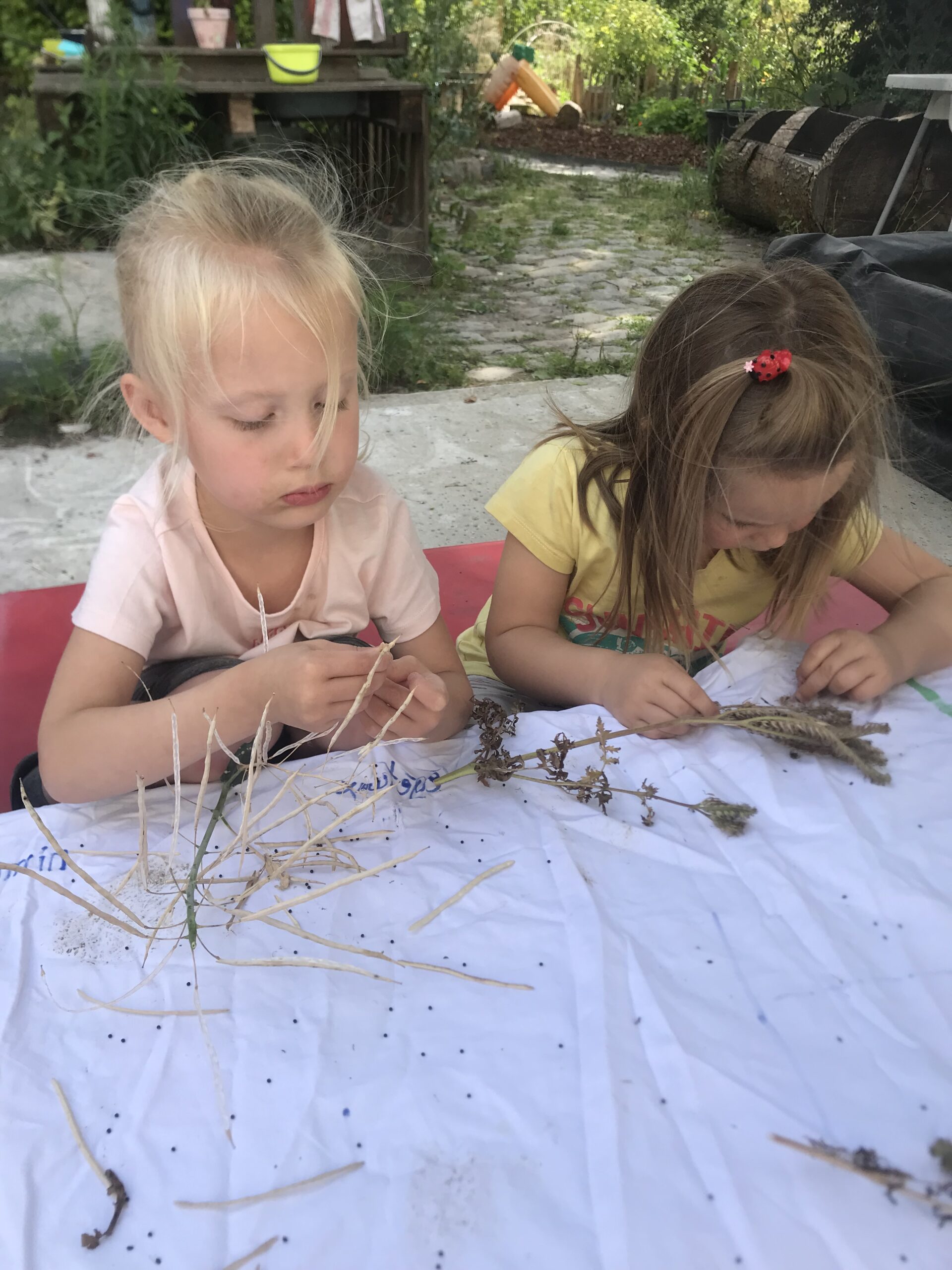 Nid hôtel insecte Guêpe abeille guêpe solitaire abeille solitaire syrphe alliés du jardin auxiliaires activités enfants activité insectes nids abeilles nids guêpes pollinisation biodiversité au jardin jardin au naturel Permaculture écojardin récolte semence fleurs sauvages 